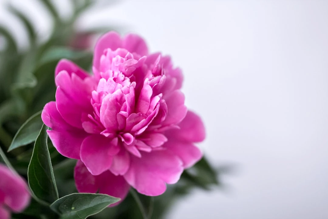 The Art of Radical Acceptance: Finding Peace and Resilience in an Uncertain World
