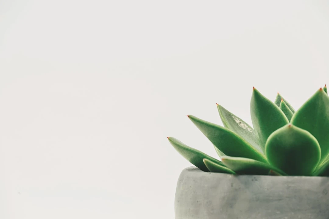 TheMindLog.com blog: Mastering Self-Discipline: A Key to Personal Growth This Year